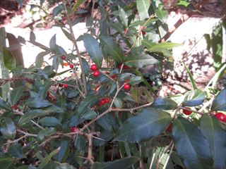 ナガバオオアリドウシ